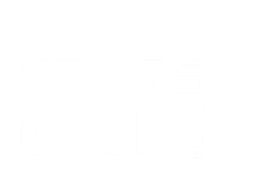 A light-toned logo displaying the text “Spin Cities” on a white background